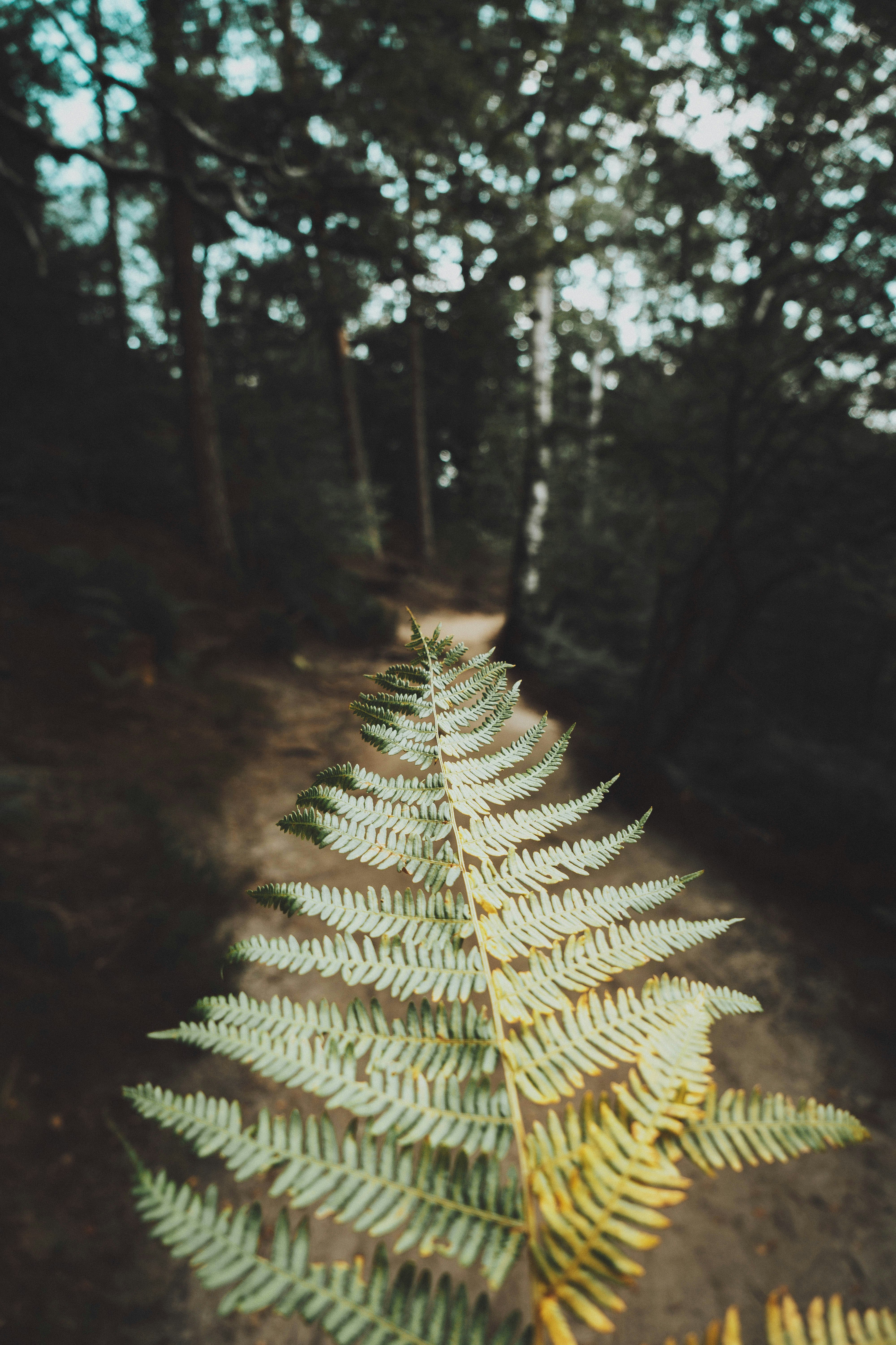 green and white plant in forest